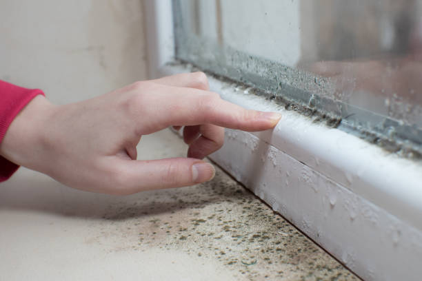 Best Comprehensive Air Testing for Mold Contaminants  in Davie, FL
